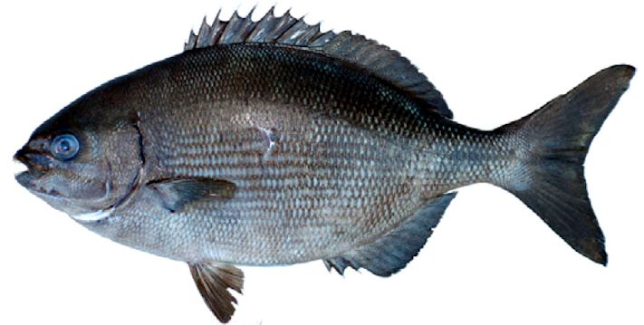 Kyphosus sectatrix_05